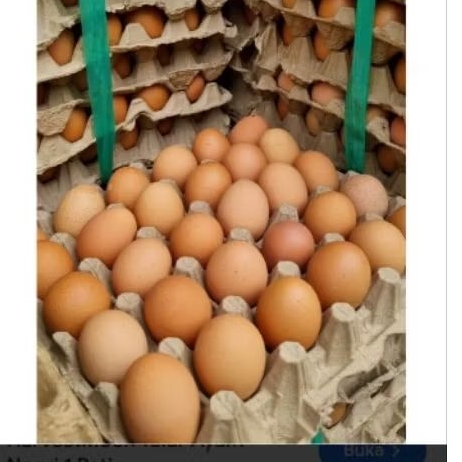 Telur Ayam Negeri isi 15 butir ,kp Kandang KARANGBAHAGIA KEC SUKARAYA Bekasi