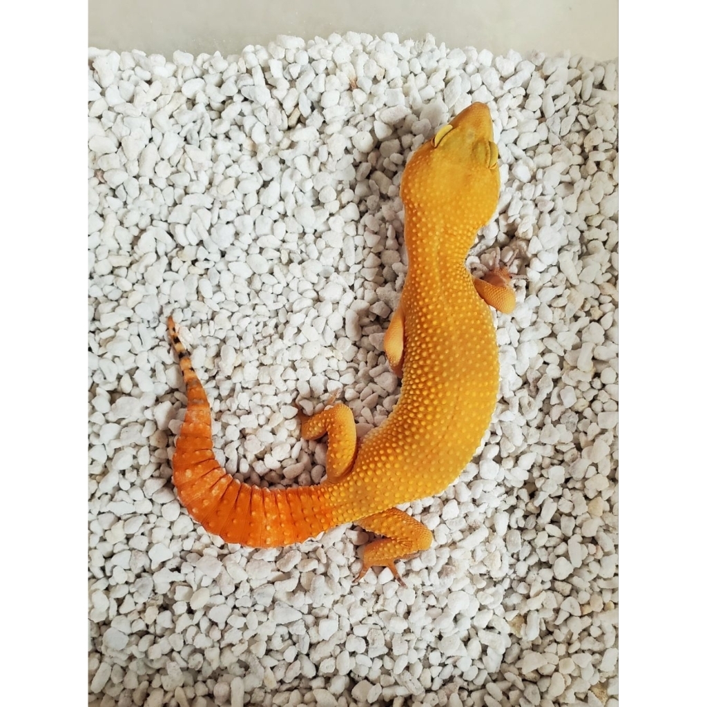 Mainan Gecko DCG SESUAI FOTO SUNGLOW line GIANT