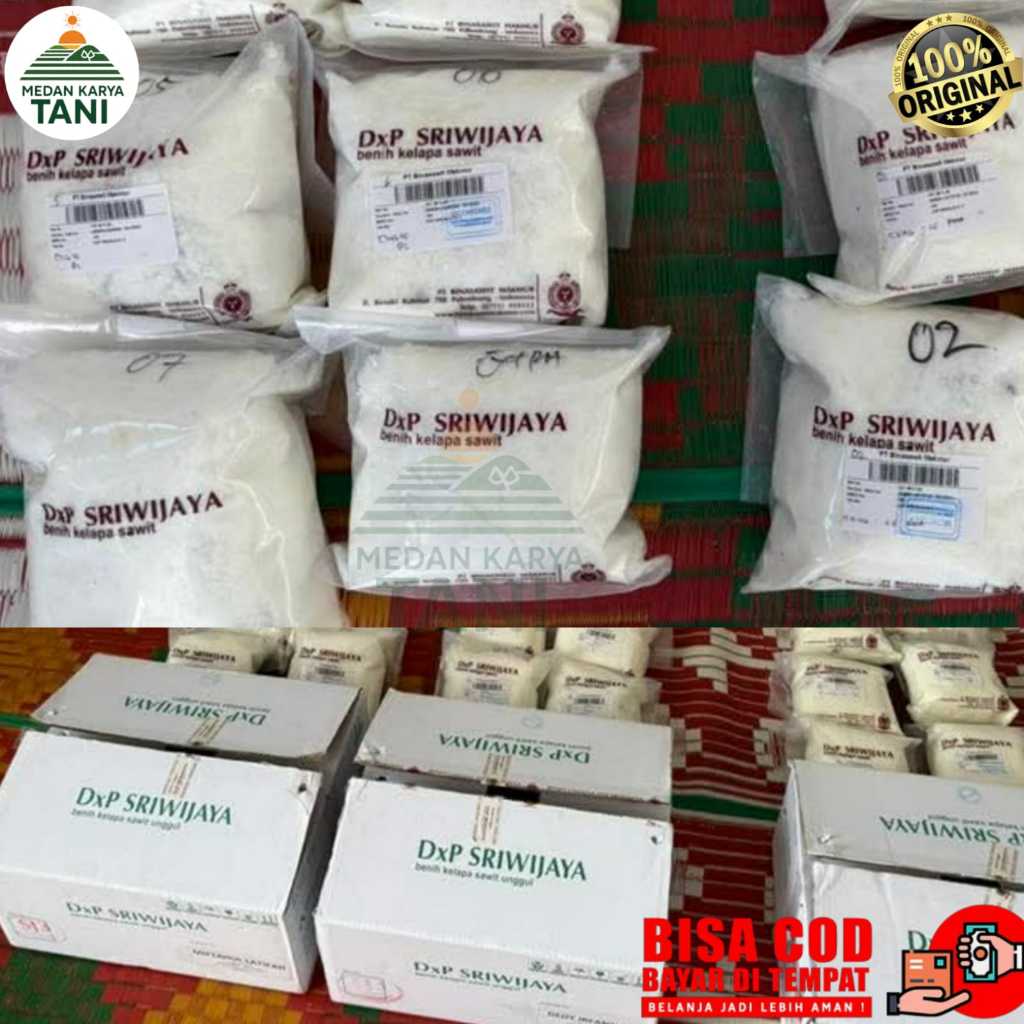 Benih Bibit Kelapa Sawit Unggul SRIWIJAYA 6, SJ 5, PPKS - Isi 250 Butir Bersertifikat Resmi