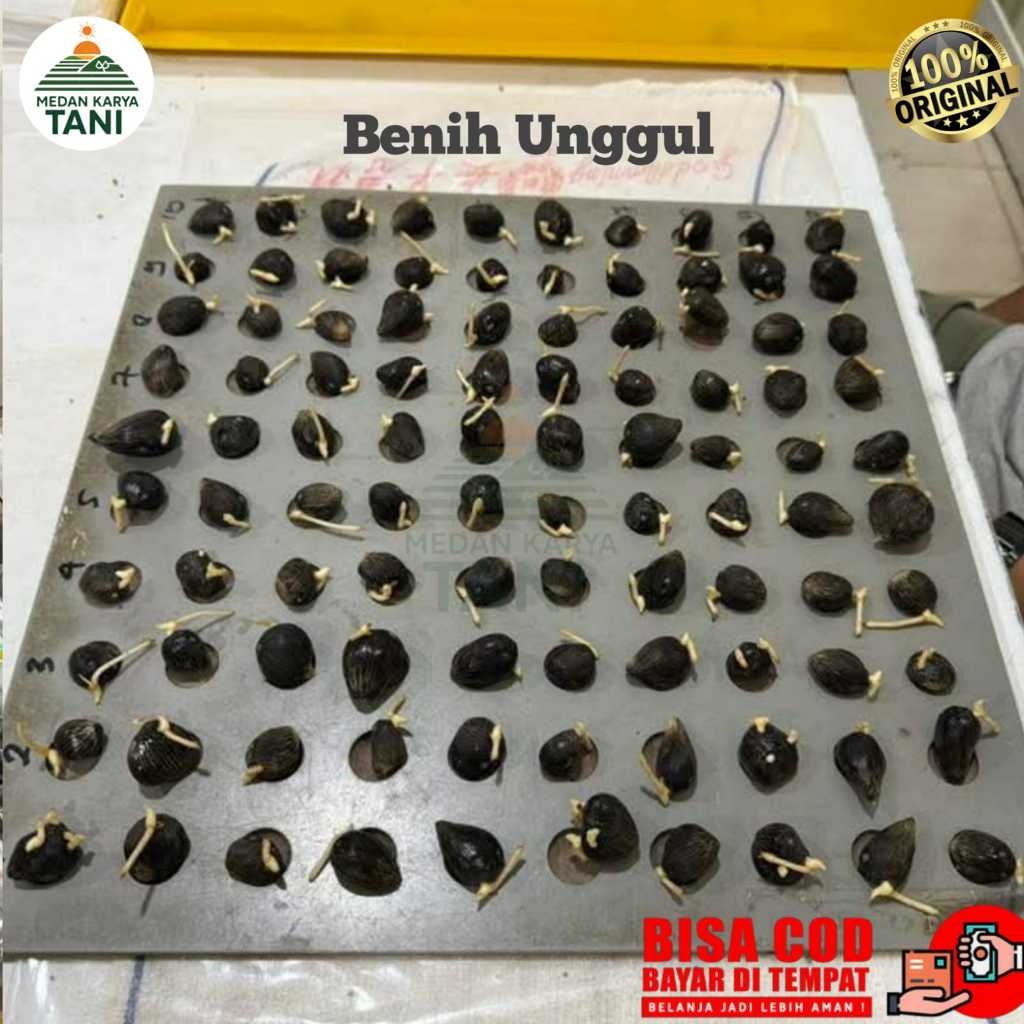 Benih Kecambah Sawit Unggul Perbutir Ppks 540, Yangambi, Simalungun, Dumpy, Socfindo - Bersertifikat