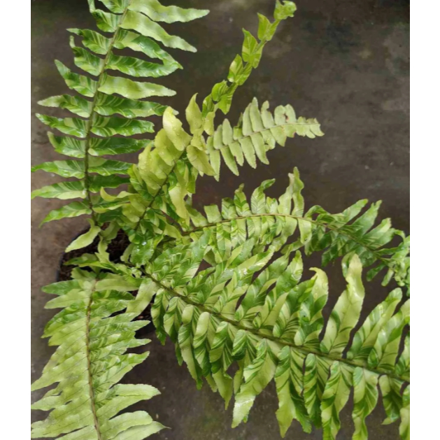 Nephrolepis exaltata 'Variegata' (Pakis Boston Variegata) pakis BOSTON , PAKU VAR