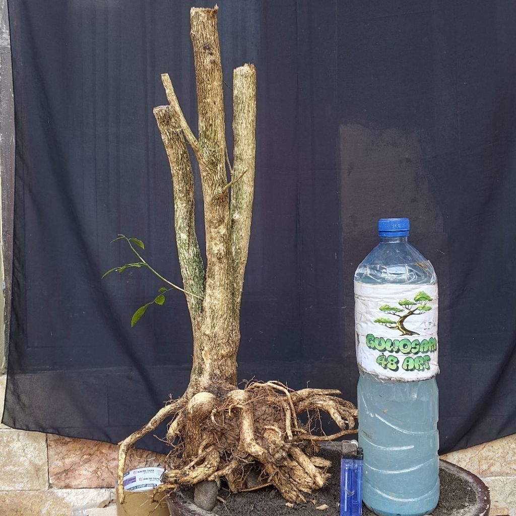 Bahan Bonsai Kemuning Jepang Formal Batang Gruping Medium Size Real Pict