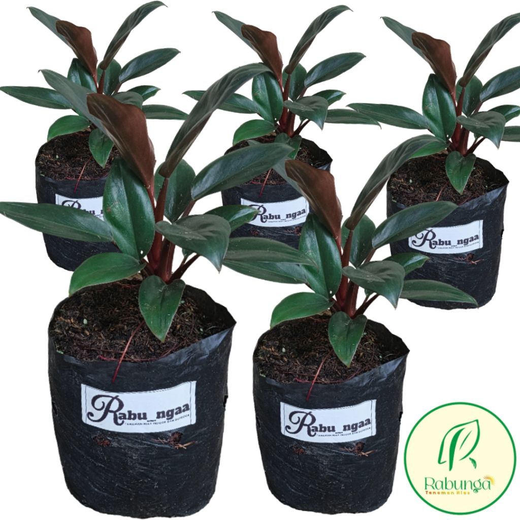 TANAMAN HIAS PHILODENDRON RED CONGO/PHILODENDRON RED CONGO 20CM