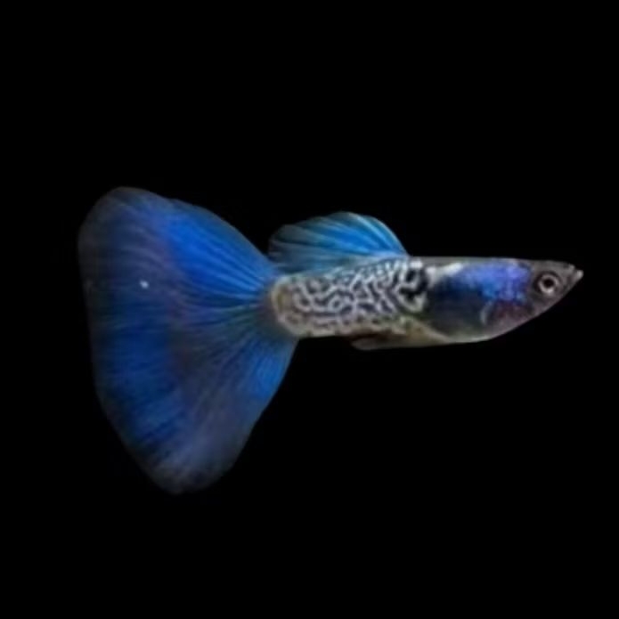 HIASAN AQUARIUM GUPPY MSSBT SEPASANG