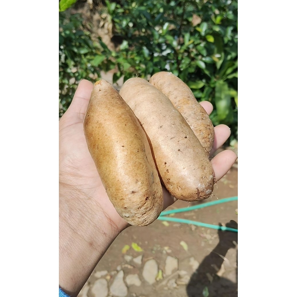 GEMBILI KETAN PULEN LEGITT