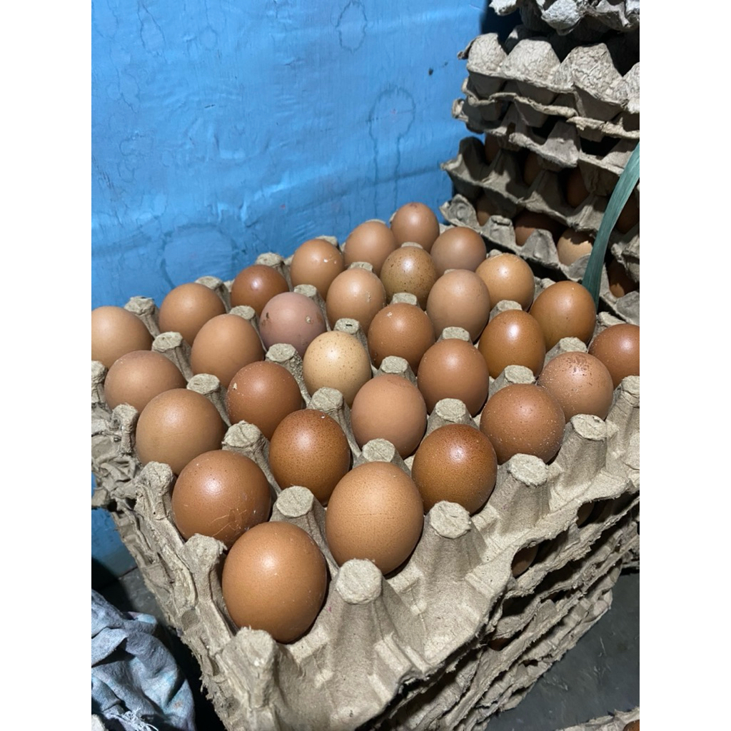 TELUR AYAM NEGRI