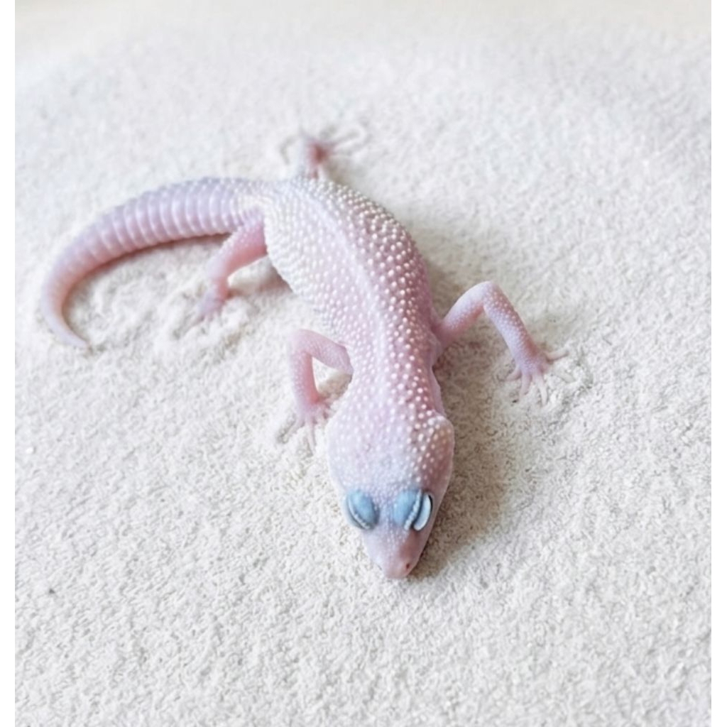 Gecko Poss Blizzard Tremper (+Free Calcium)