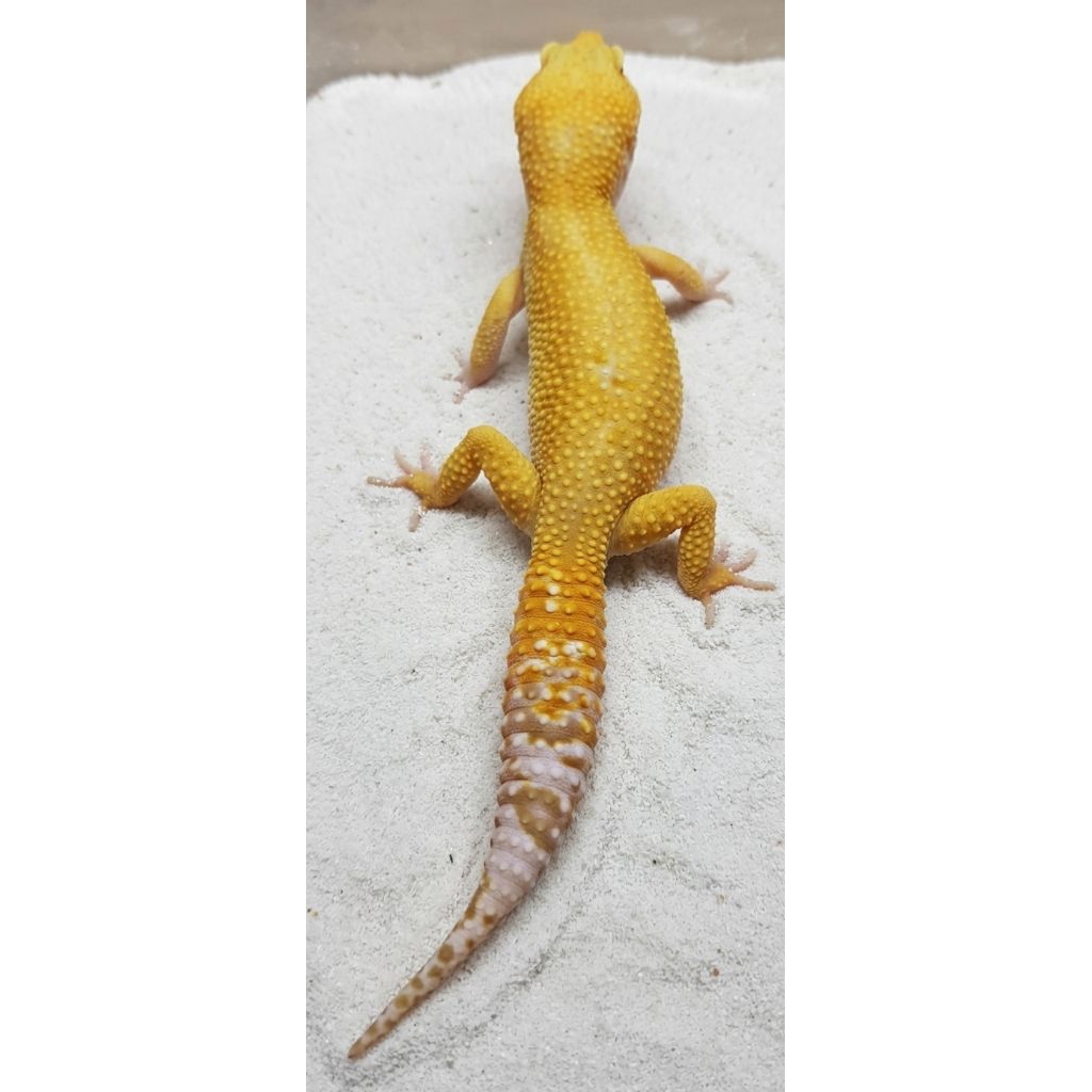 Gecko giant super besar (Gratis calcium)