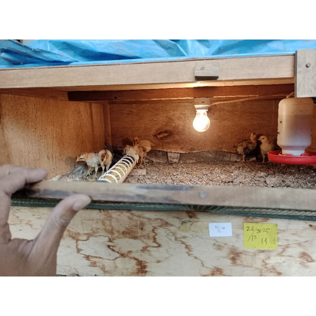 Anakan ayam kampung petelur ELBA ARAB 1 bulan