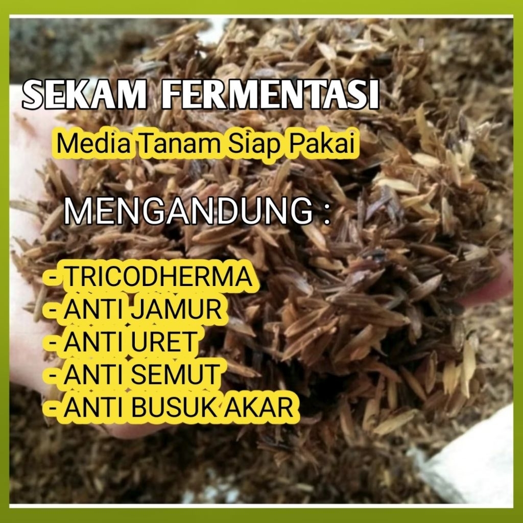 sekam fermentasi
