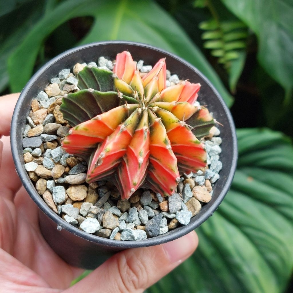 Gymno Gymnocalycium LB Varigata Single Sphine Spine 11 Ribs Kaktus Mini Hidup