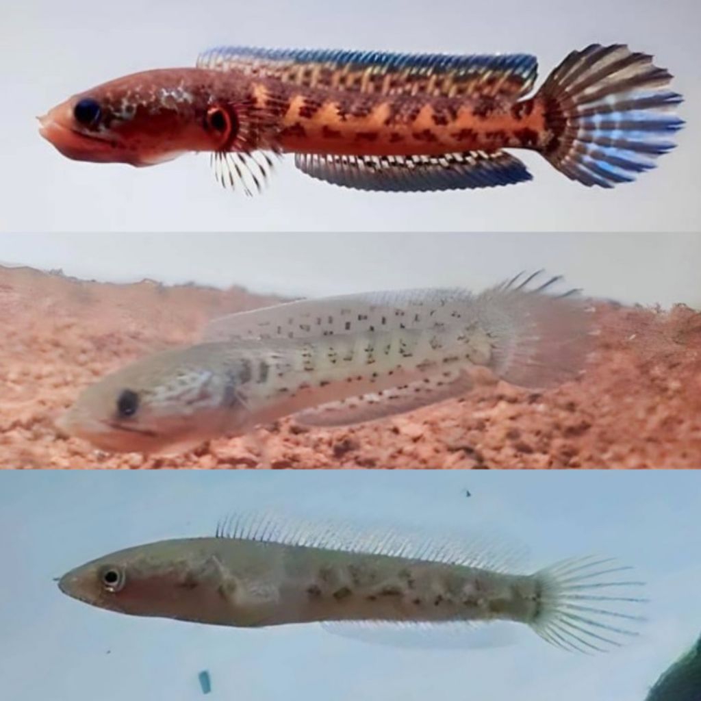 pkt 3ekr beby ikan chana auranti cb grade A+ sz 3-5cm