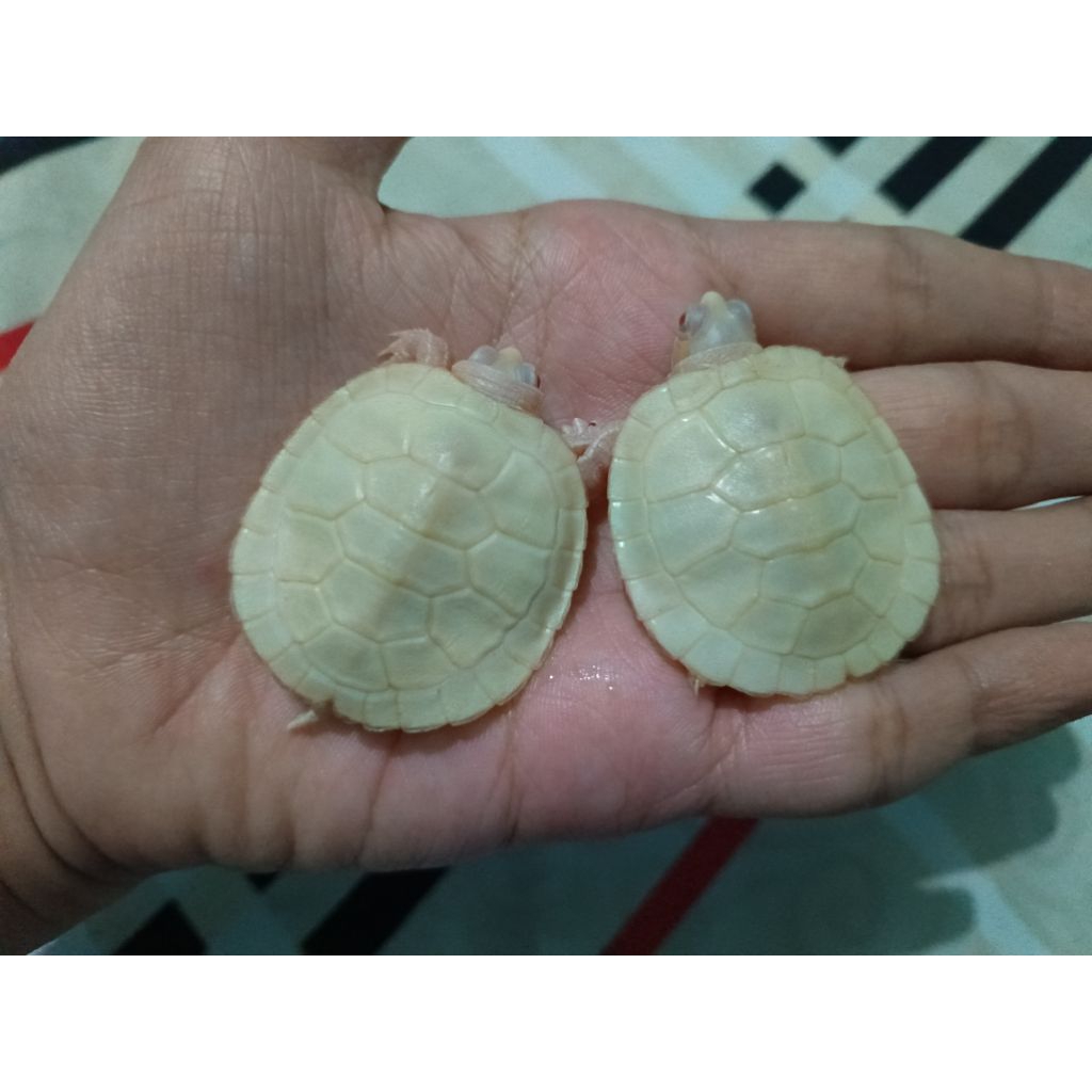 Hiasan Brazil Res Albino Aquarium