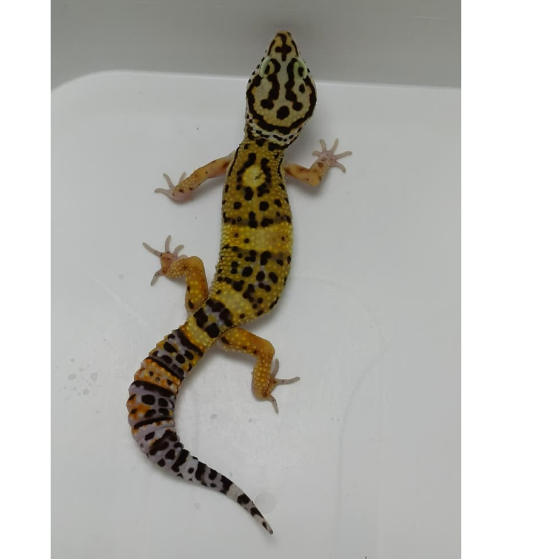 Leopard Gecko Black Night ph Tremper | Male | Gecko Sehat Aktif Jinak - BN16M