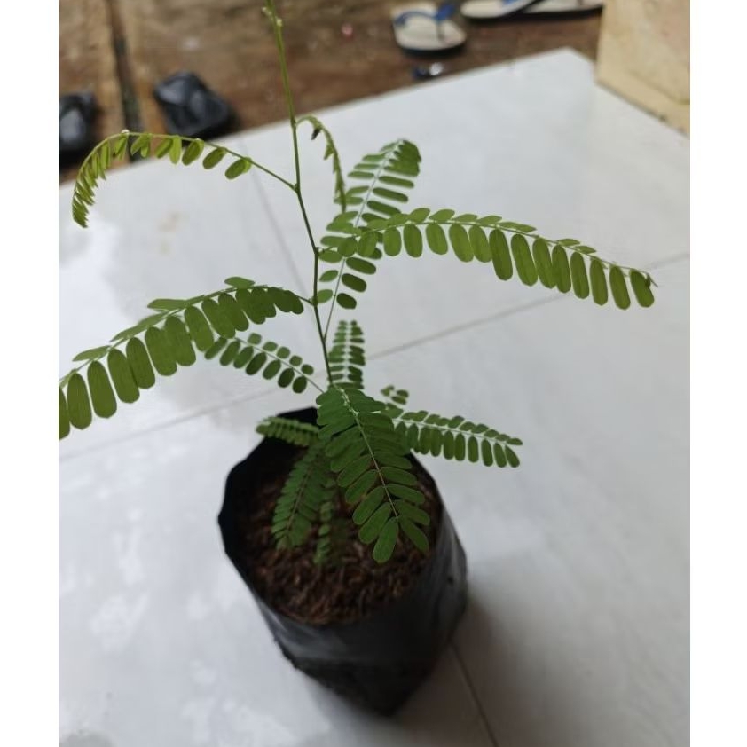 Pohon Daun Saga/ Tanaman Herbal Daun Saga/ Pohon Saga Murah Berkualitas