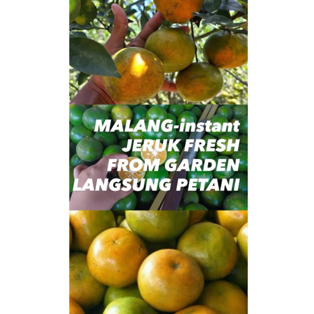 COD LANGSUNG KIRIM MALANG BUAH APEL,JERUK SIAM MADU,JERUK PERAS WEDANG,PEAR CENTURY,ANGGUR MERAH & H