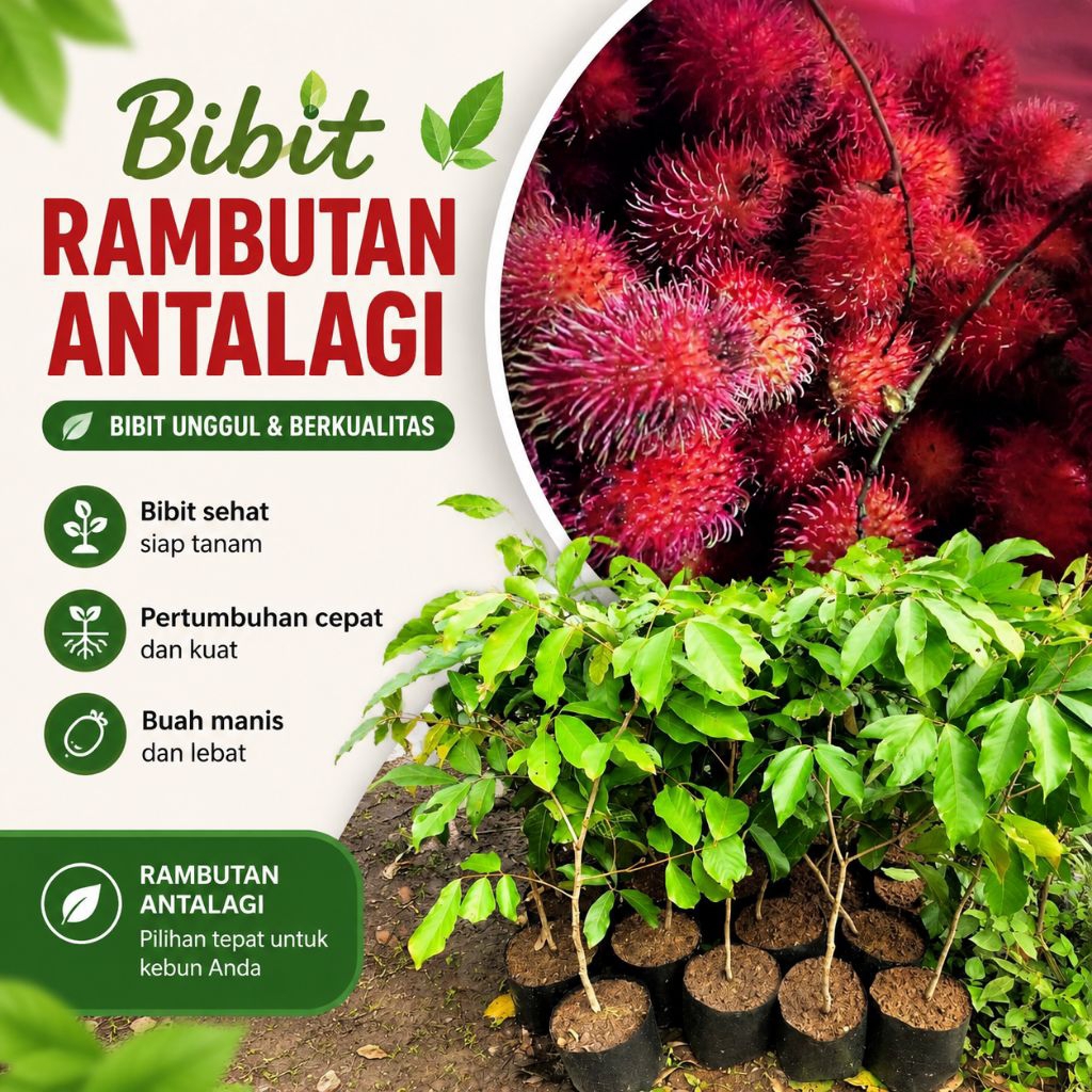 Bibit Rambutan Antalagi Cangkok