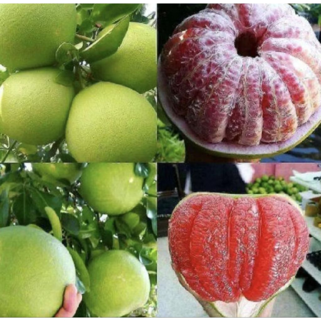 Pohon Jeruk Bali Okulasi/ Tanaman Jeruk Bali/ Buah Jeruk Bali/ Pohon Jeruk Bali Murah Berkualitas