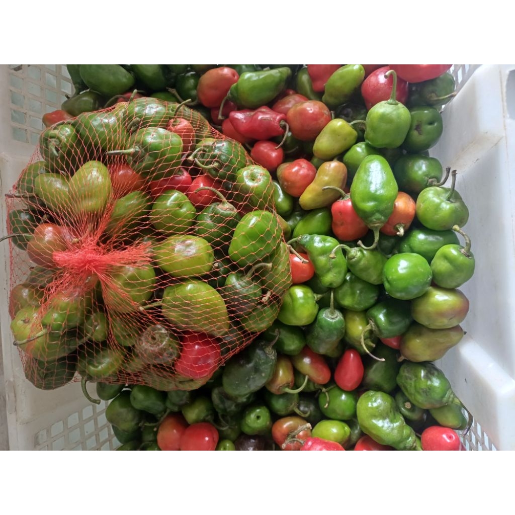 Cabe Gendot / cabai gendot kecil