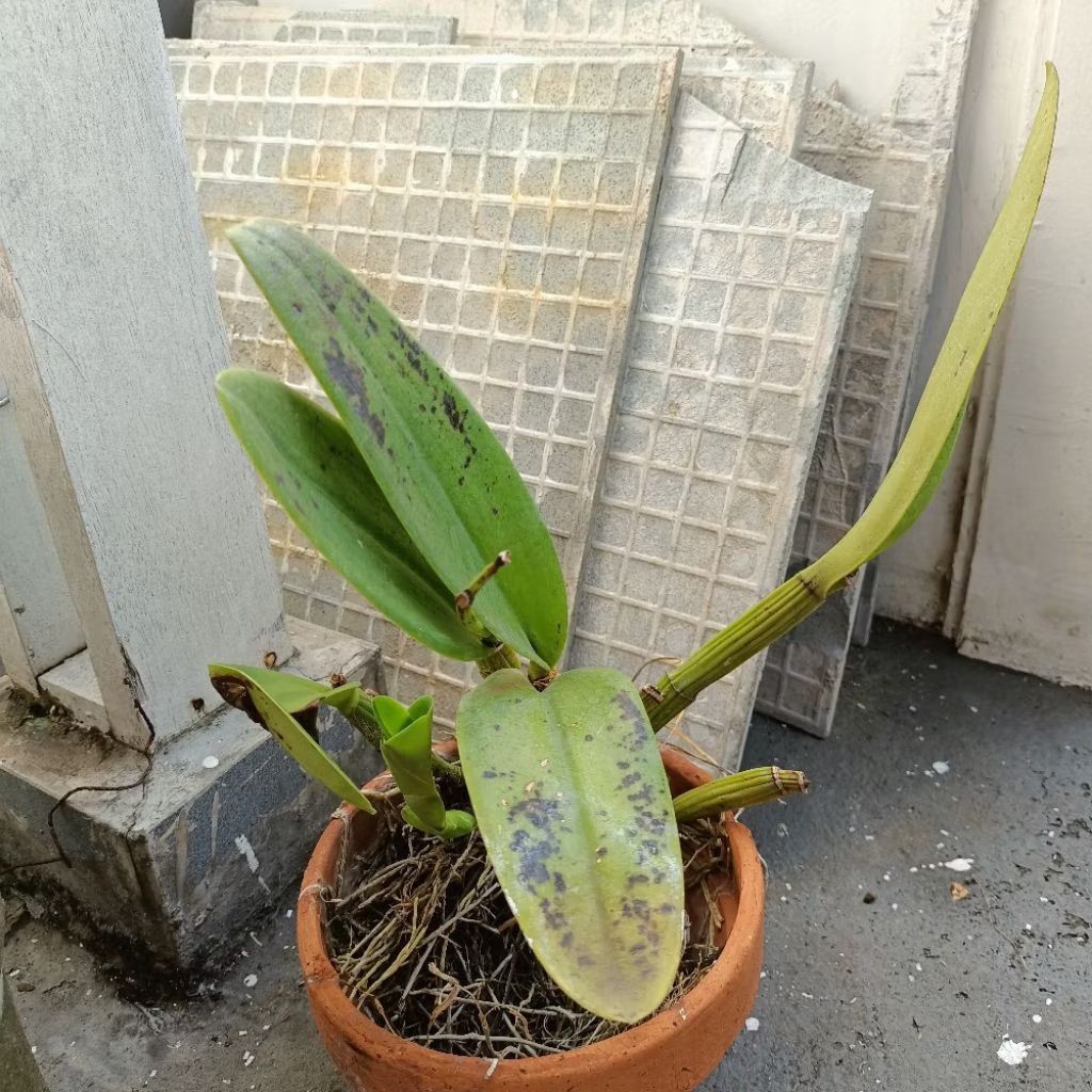 Tanaman anggrek cattleya Mantinii mantini dewasa bunga ungu wangi kode LL