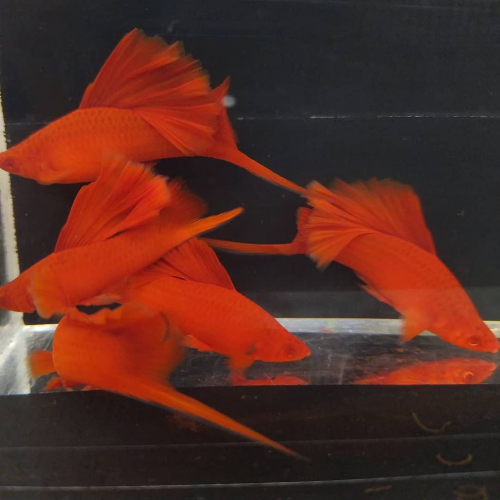 Ikan Platy Bloodred highfin fire cracker perpasang indukan