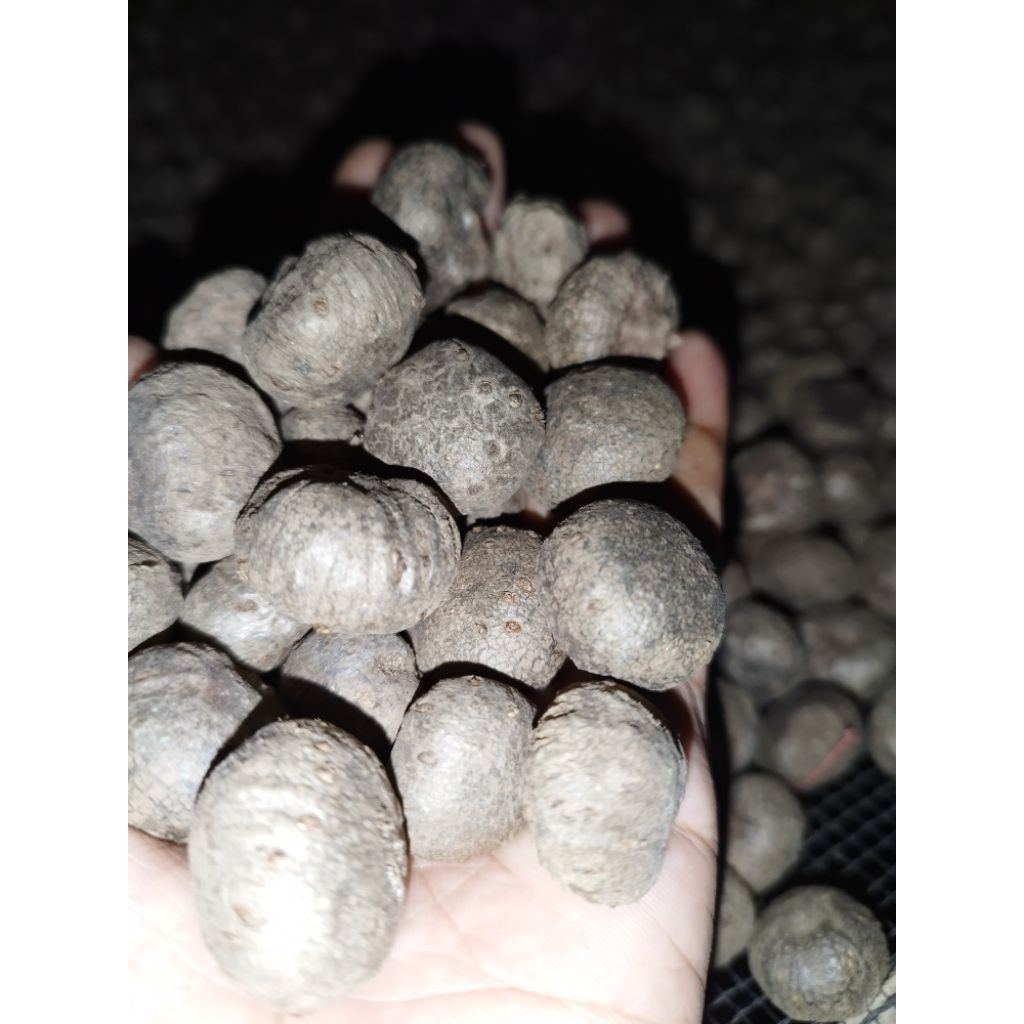 Bibit Katak Porang 1kg Isi 200-250 Biji Bibit Porang Asli Dorman Karantina Siap Tanam