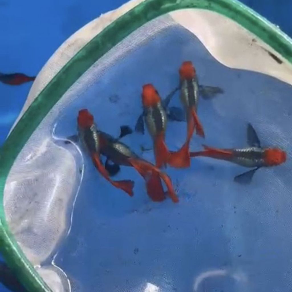 guppy prtde koi