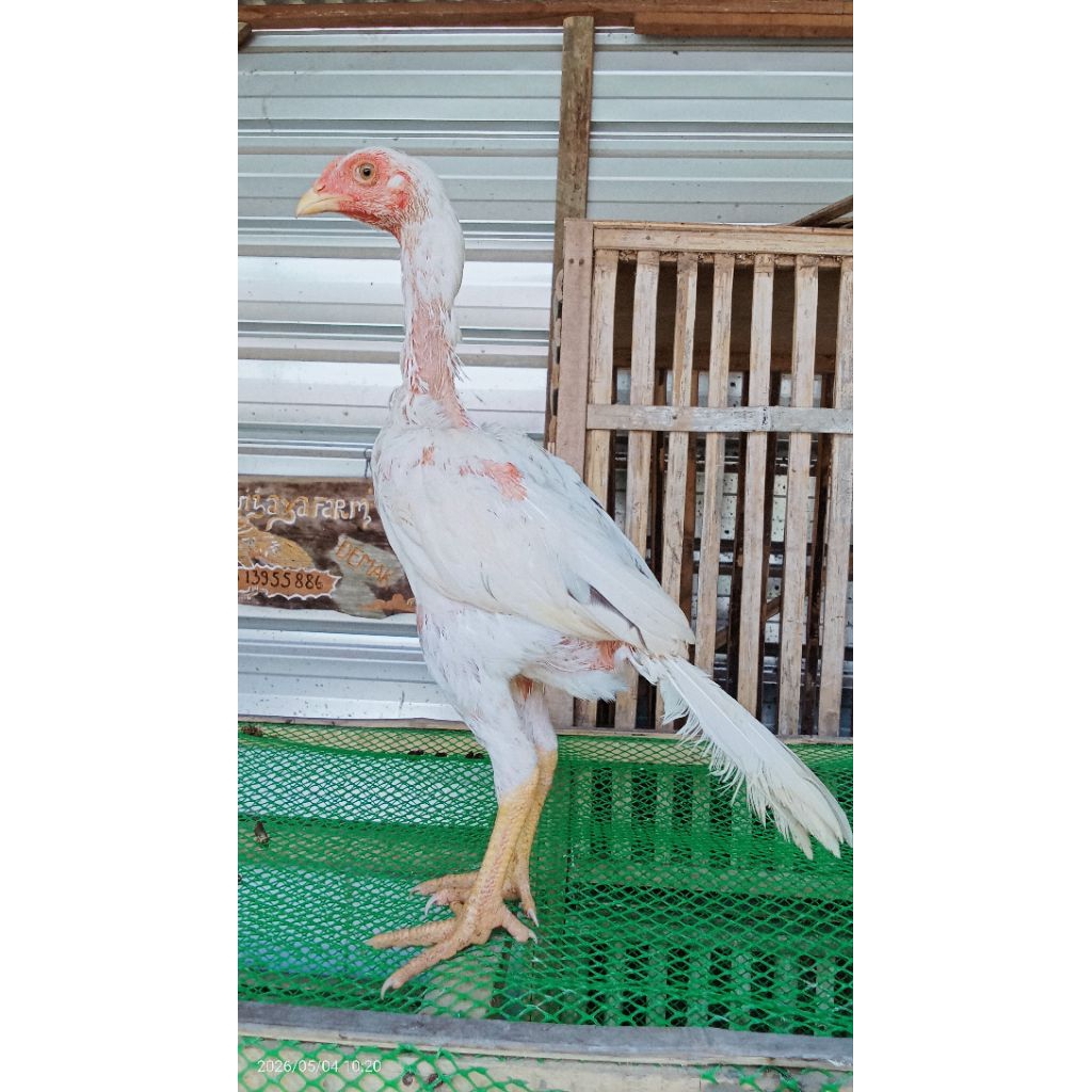White King Pakhoy 3 bulan