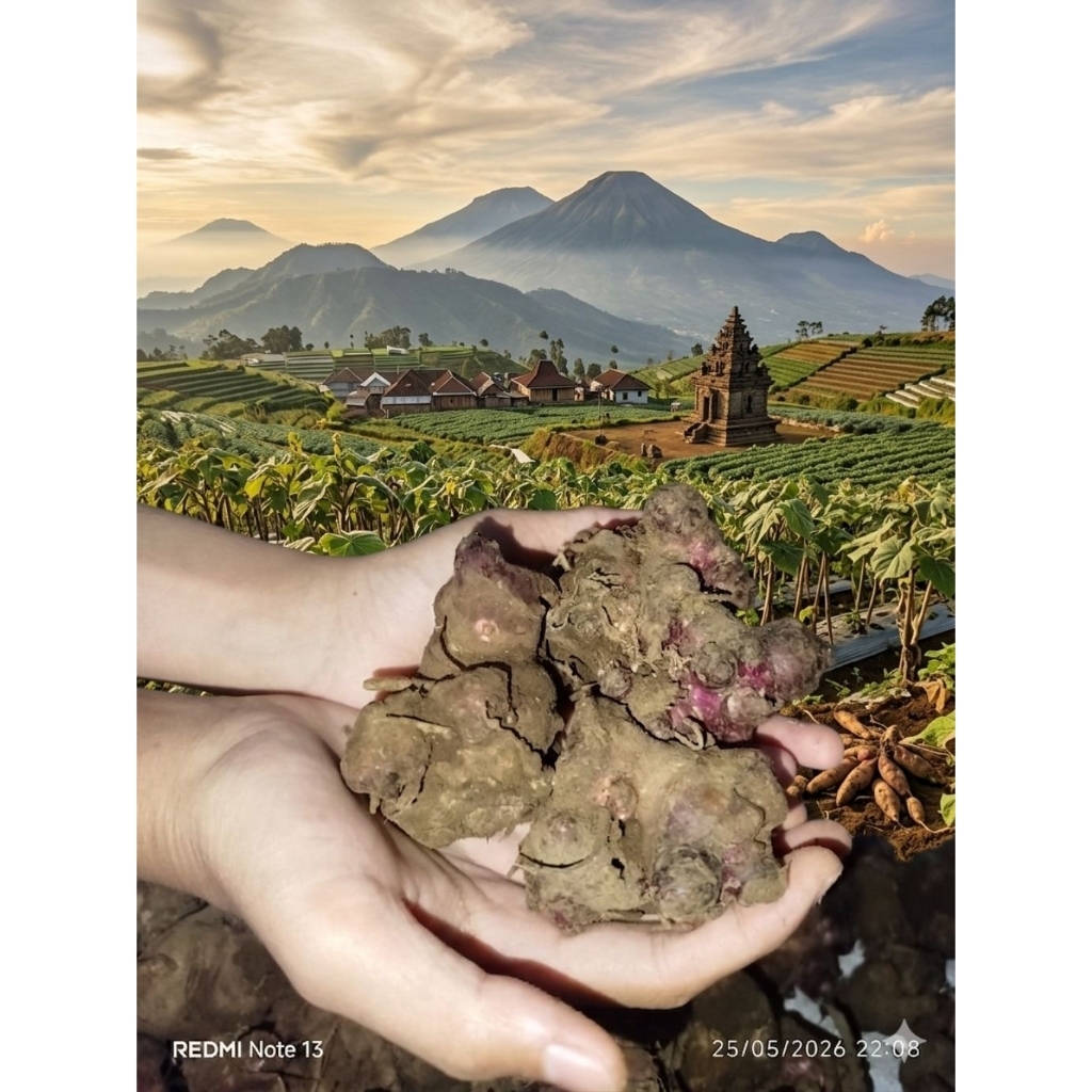 ASLI 200gr Rimpang Ubi Yakon Wonosobo. Bibit Ubi Yakon.
