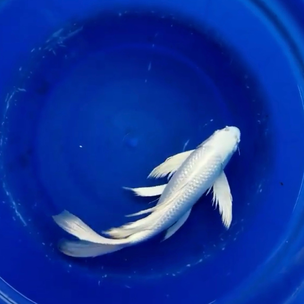 Paket koi 17-20cm platinum slayer gondrong putih bersih hiasan cantik aquarium kolam
