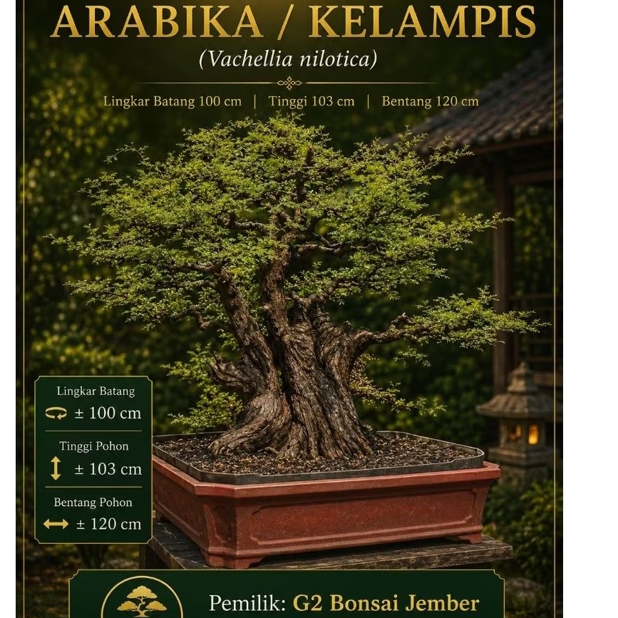 Bonsai Kelampis / arabika / kelampis hitam