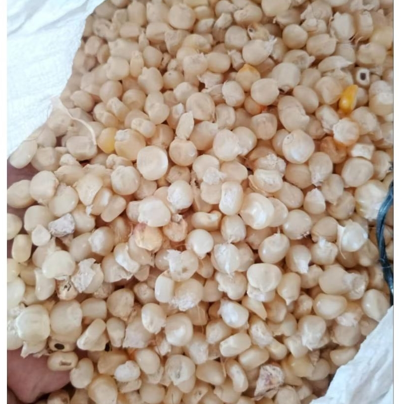 Jagung putih pipil kering konsumsi berkualitas/ (COD)/1 kg