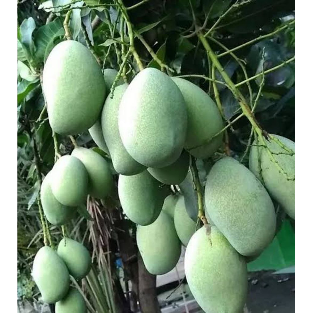 MANGGA MANALAGI MUDA 1 kg /COD/FRESH BARU PETIK SAAT PESANAN