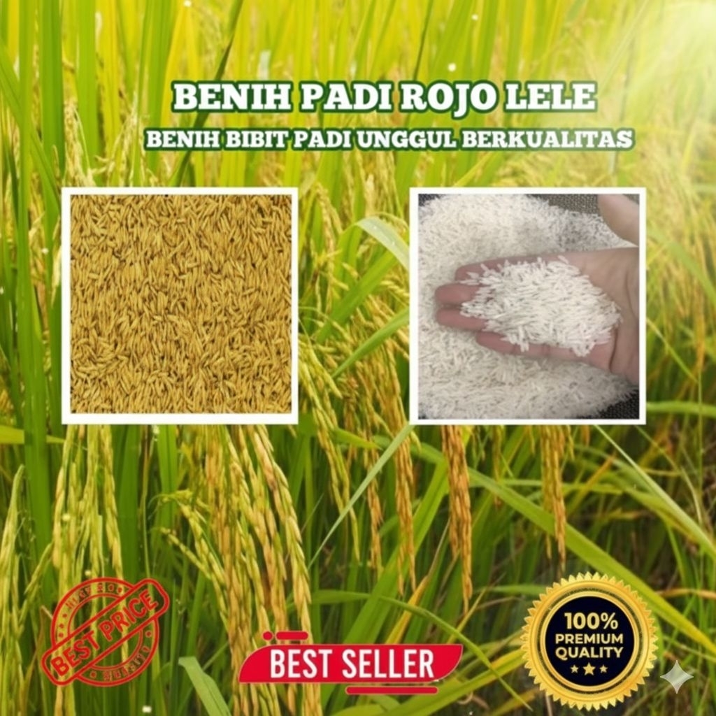 1Kg Benih Padi Rojolele Super