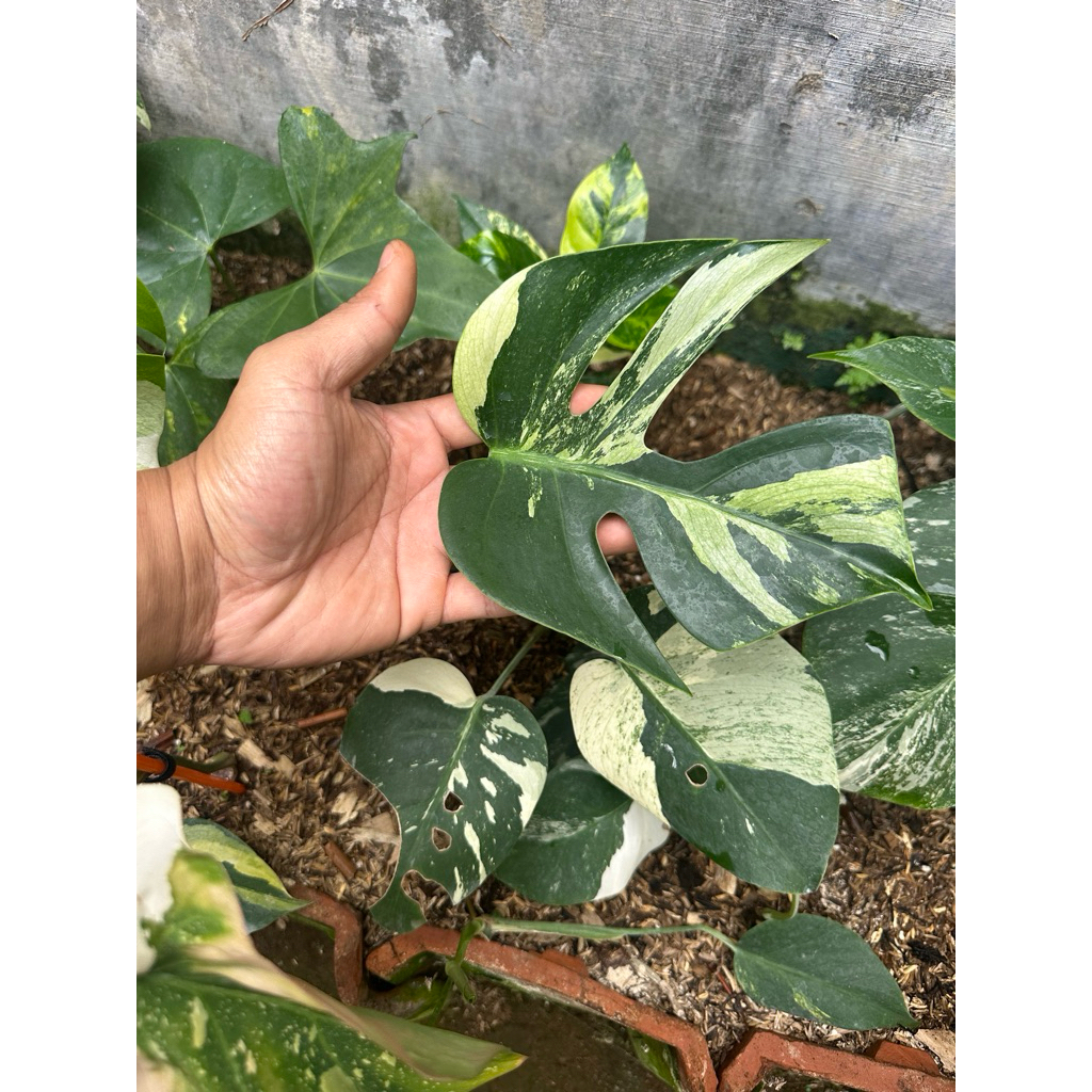 Tanaman Hias Monstera Jungle Mint / Monstera Mint variegata