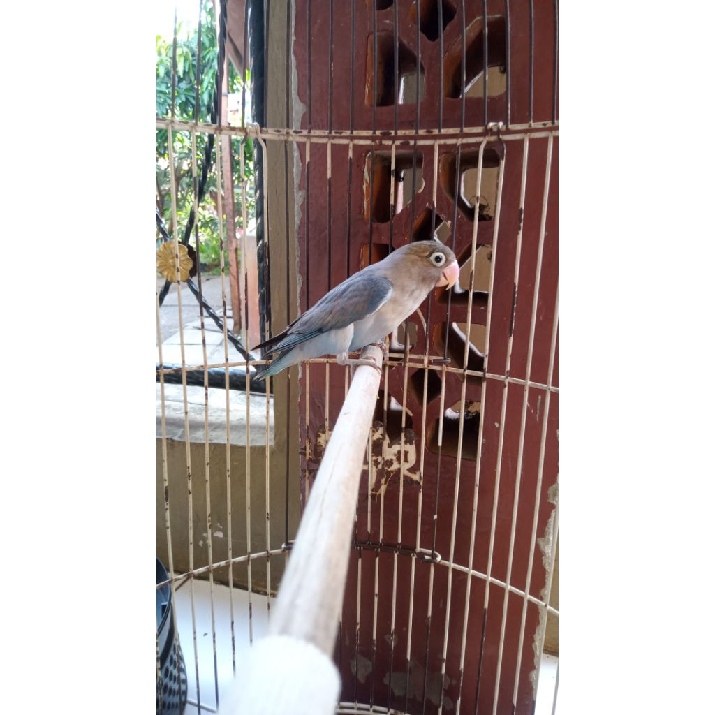 Lovebird BIRU MANGSI Muda Mulus