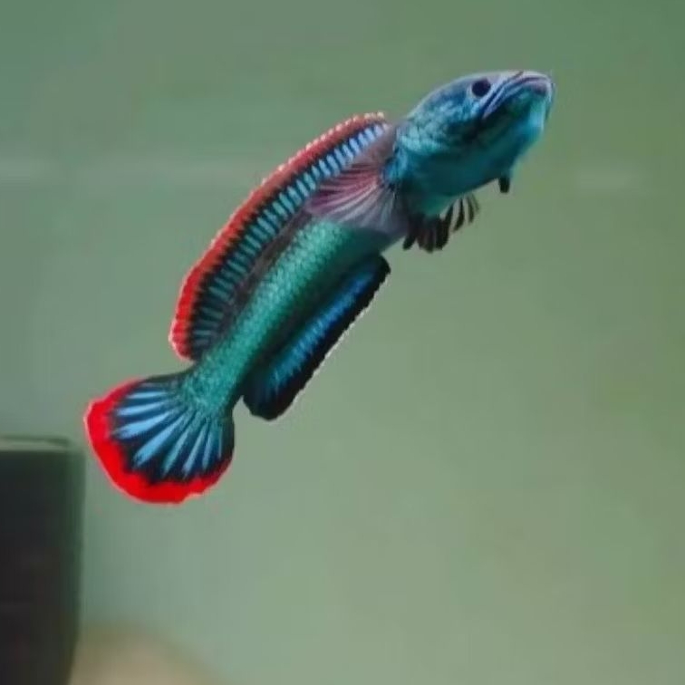 limbata fire and ice size 3-5cm kualitas istimewa isi 2 ekor+pakan