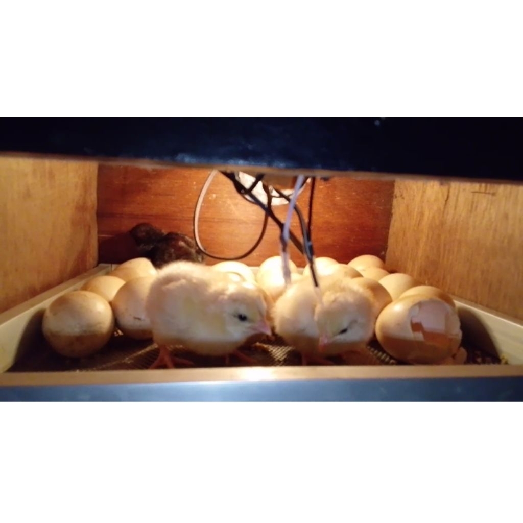 Bibit Telur ayam kampung Fertil