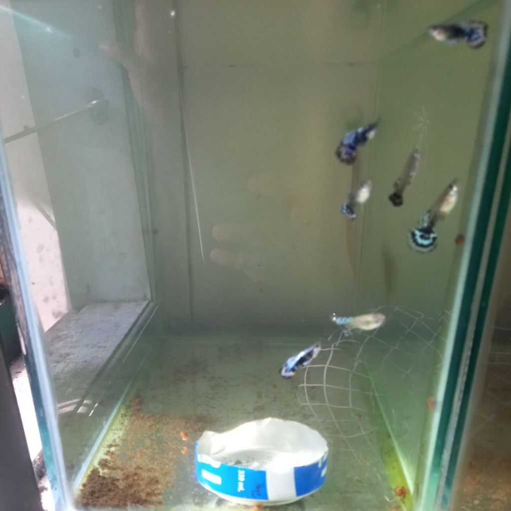 hiasan aquarium guppy blue ivory