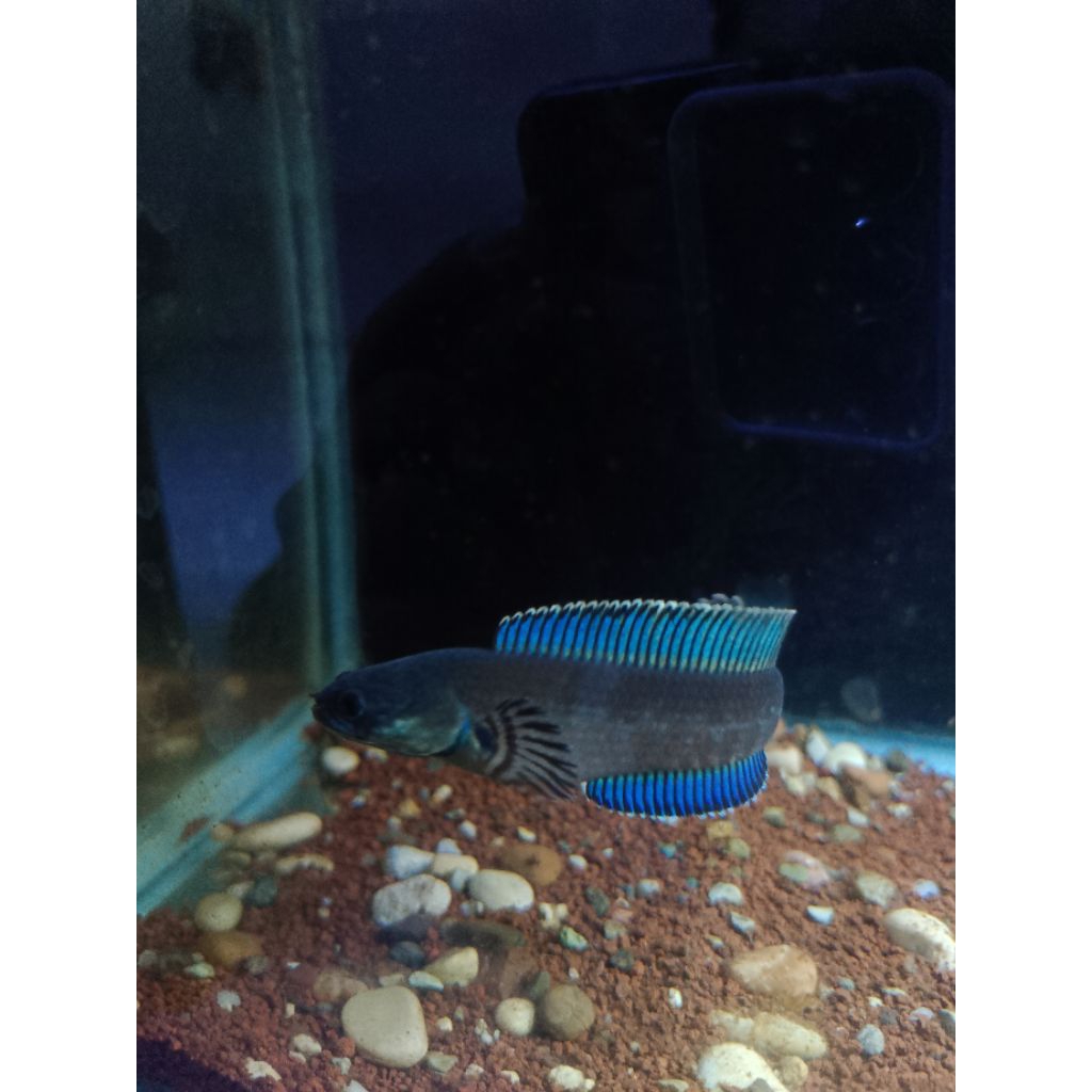 stiker channa blue bengal 7-10 cm