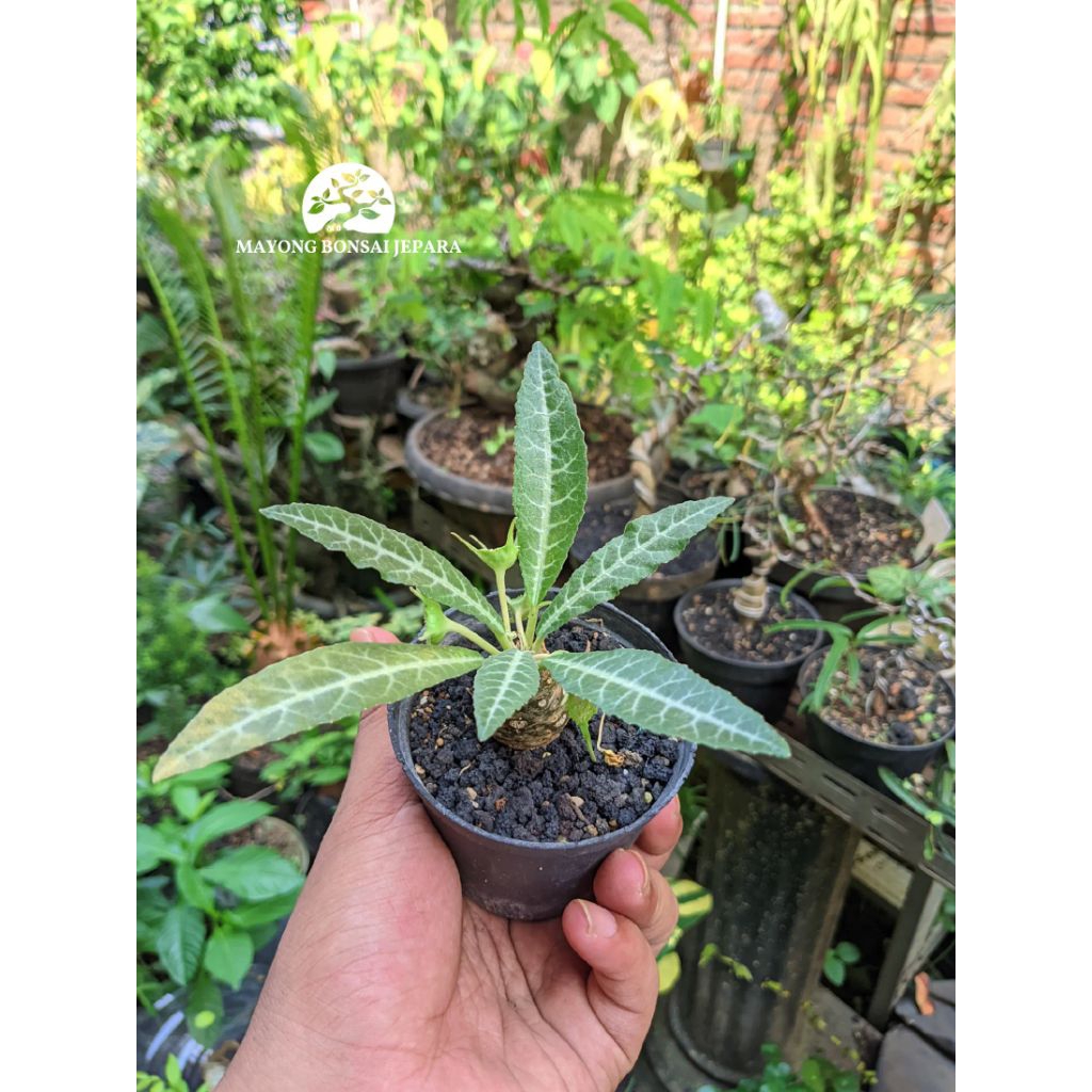 Tanaman hias Succulen Dorstenia lancifolia