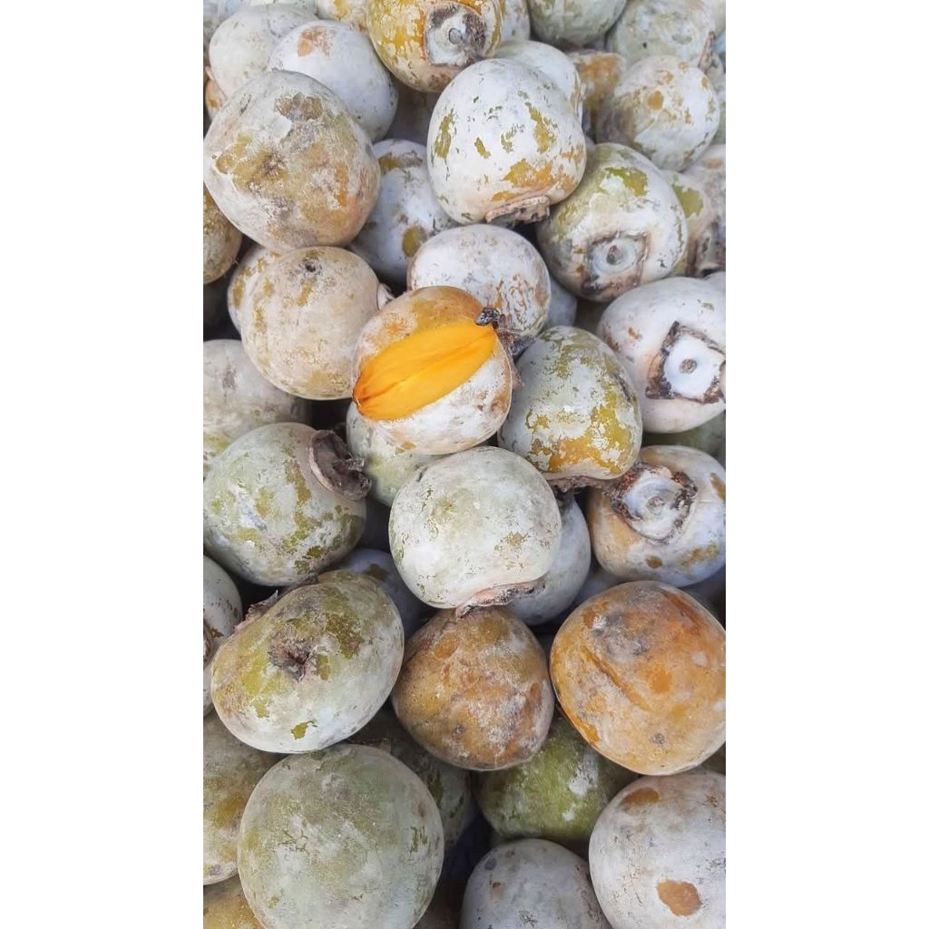 Buah kesemek fresh 1kg