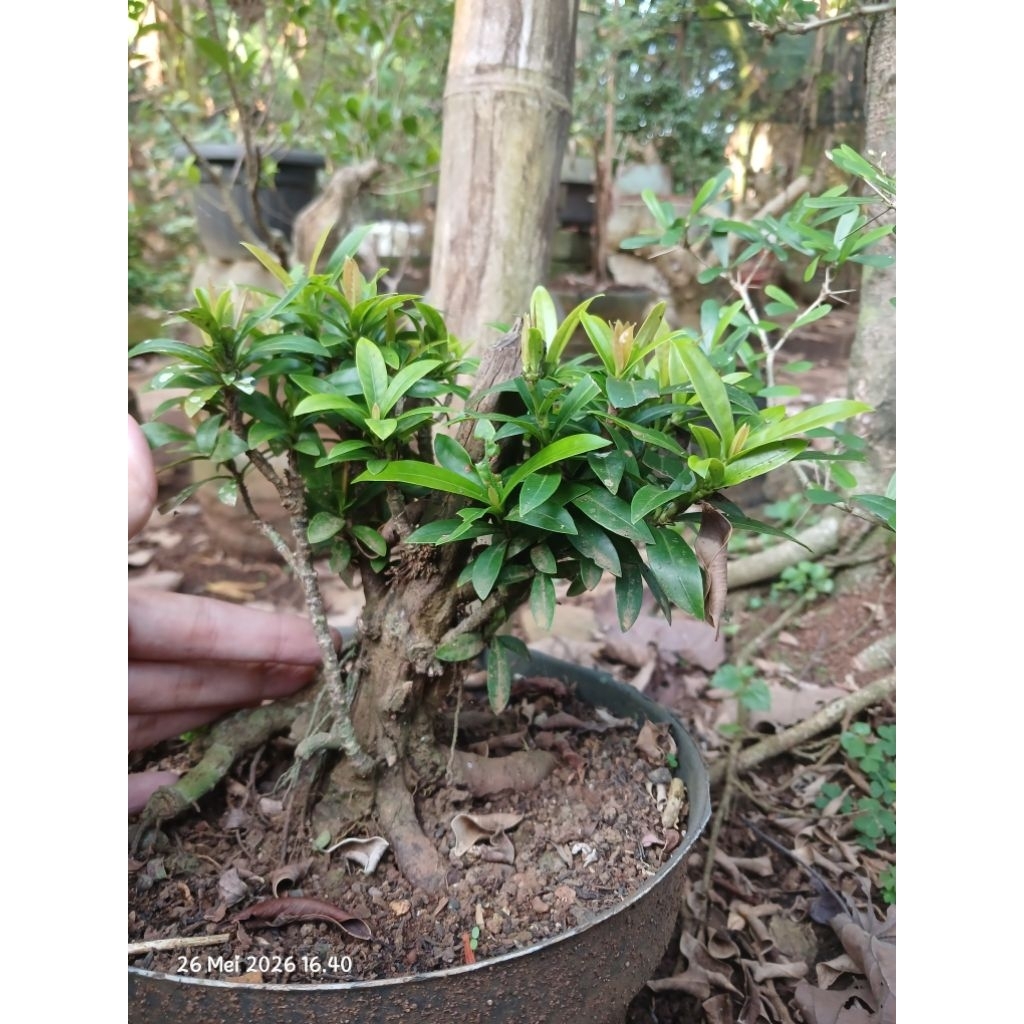 asoka mikro bahan bonsai
