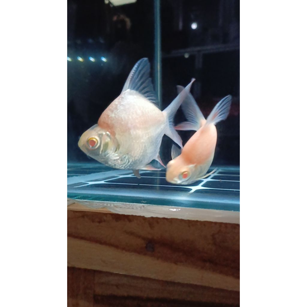 Kaviat SB King Albino 10-14cm | Hiasan Aquarium