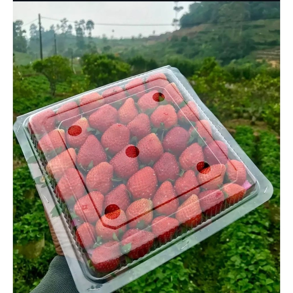 STRAWBERRY LOKAL BANDUNG