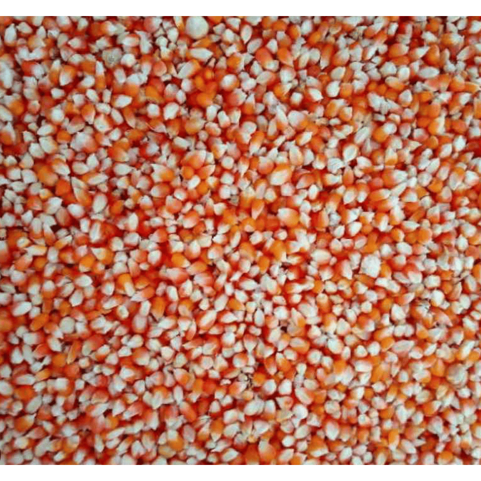 jagung kecil jagung kristal jagung dara