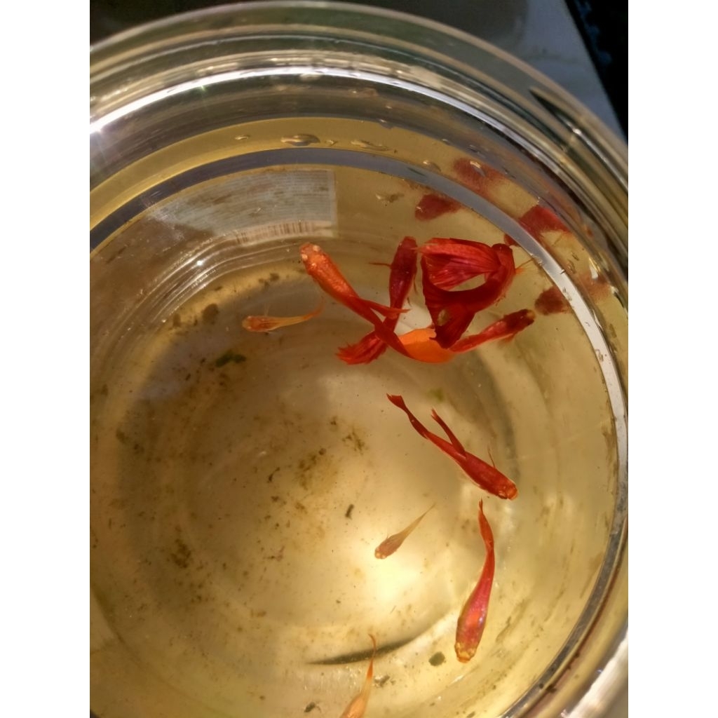 Guppy AFR