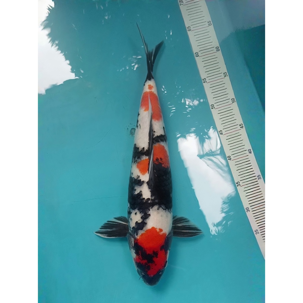 Koi Showa M45cm JANTAN berpunuk hitam pekat motoguro imbang High Quality