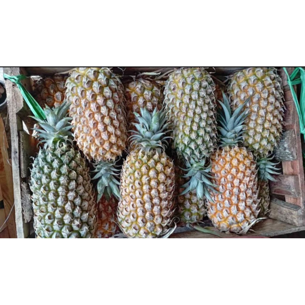 NANAS MADU JUMBO