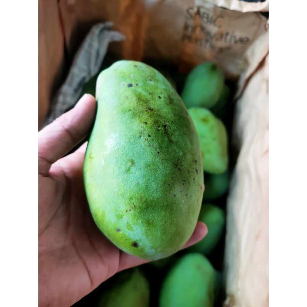 MANGGA GADUNG